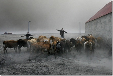 Farmers team up to rescue cattle from exposure to the toxic volcanic ash at a farm in Nupur, Iceland, as the volcano in southern Iceland's Eyjafjallajokull glacier sends ash into the air Saturday, April 17, 2010. (AP Photo/Brynjar Gauti) #