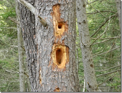 Woodpecker holes 001