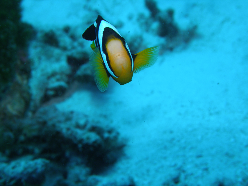 Clark´s anemonefish