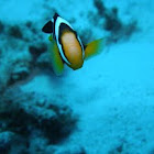 Clark´s anemonefish