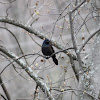 Common Grackle