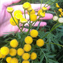 Tansy