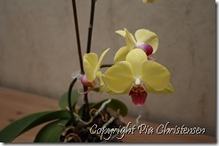 Min orkidé lige nu