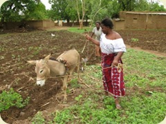 Plowing in Burkina Faso