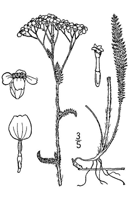 Western Yarrow - Botany