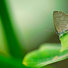Dark Grass Blue Butterfly