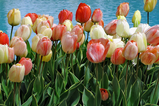 TulipsByWater.jpg