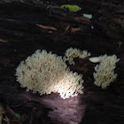 Straight Coral fungus