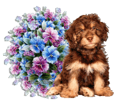 cachorromagiagifs0.png
