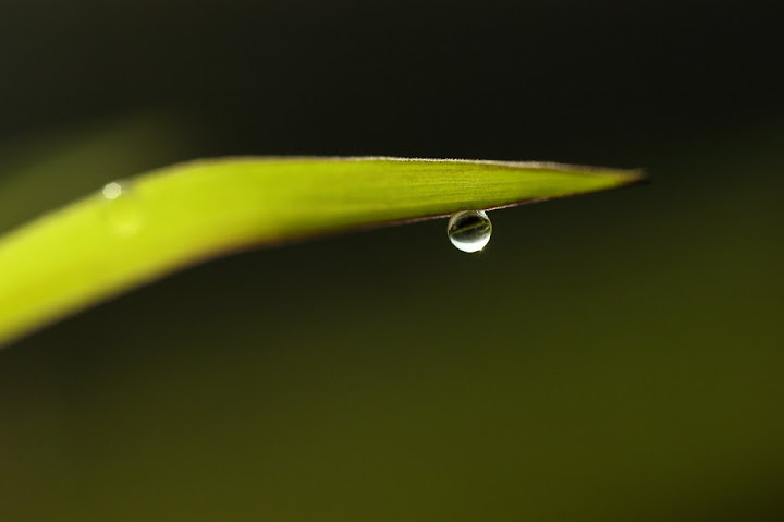 草露作者 林绍胜