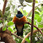 African superb starling