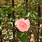 Alcázar de Sevilla - 26 - 4 - 2011 - 7a1.jpg