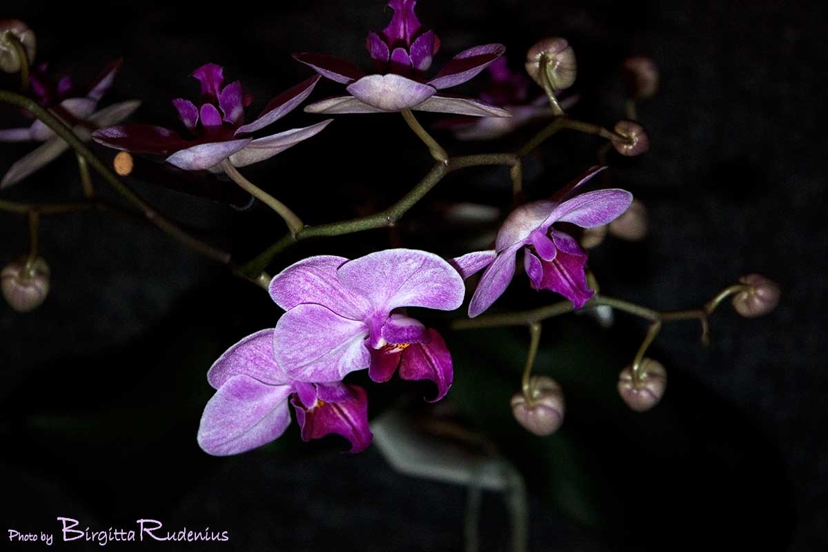 [blom_20110118_orkide1[2].jpg]