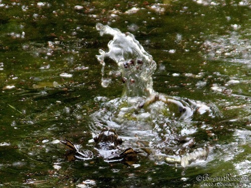 water_20110424_frogs
