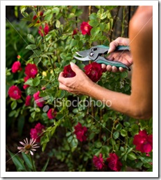 ist2_6365527-trimming-a-rose-bush