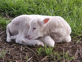 baby lamb1 [640x480]