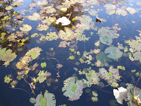 IMG_1109-2011-02-16-15-13.JPG