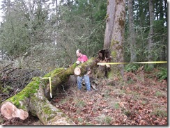 woodcutting at Woods 10