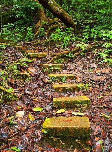 Image result for mt. bandilaan national park siquijor
