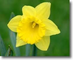 [Daffodil3.jpg]