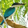 White-collared Kingfisher