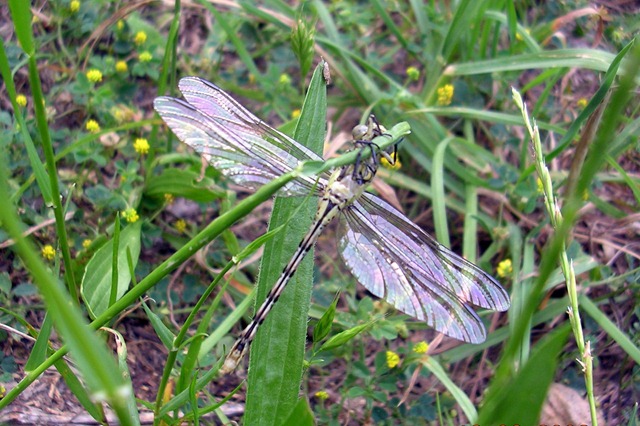 [dragonfly-4[4].jpg]