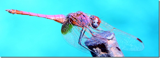 libellula turchese