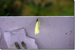 Allevamento farfalle-12
