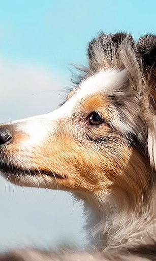 Collies Wallpapers