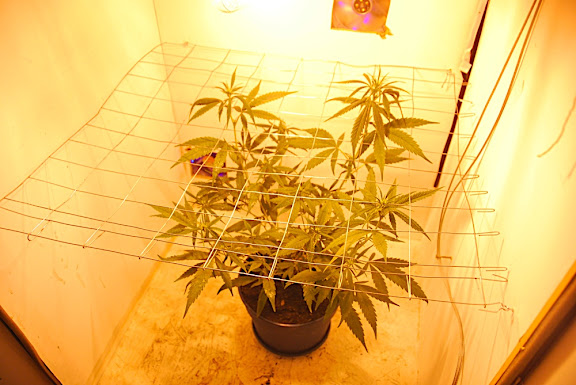 DSC_0050.JPG