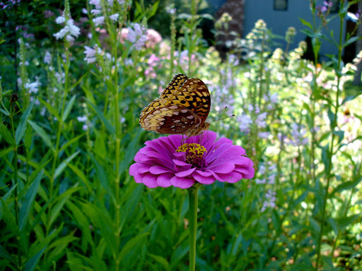 purple prince zinnia