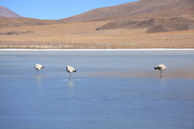  розовые фламинго в лагуне Canapa 