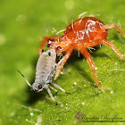 Aphid vs Whirligig Mite