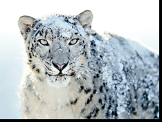 Snowy Snow Leopard