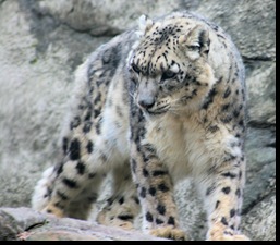 cool-snow-leopard