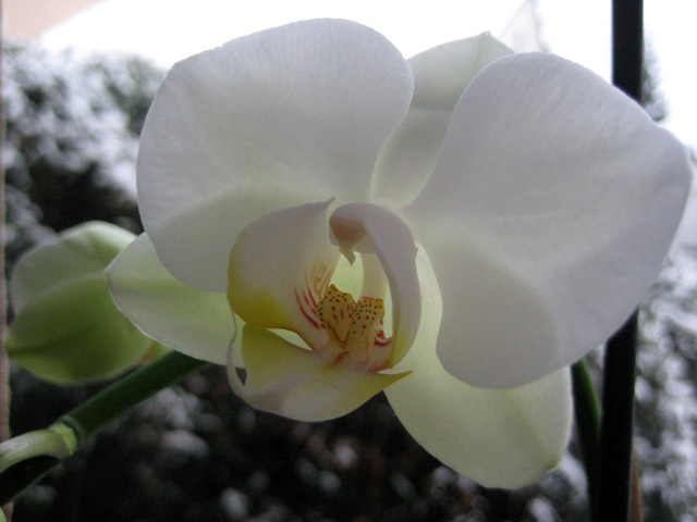 [Orchidee im Januar[4].jpg]