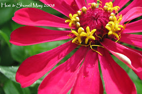 Zinnias