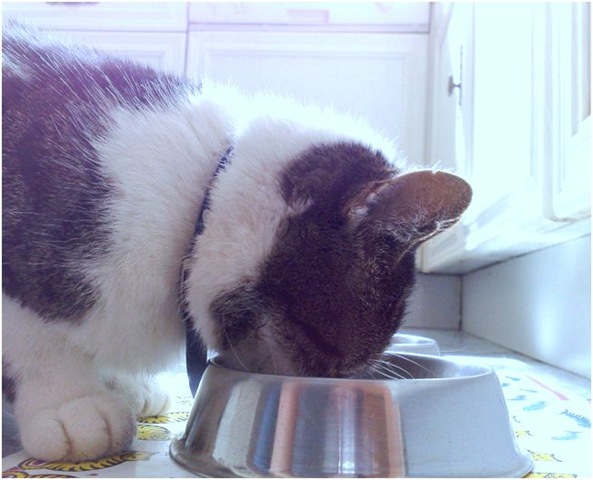 [mr puss in kitchen[7].jpg]