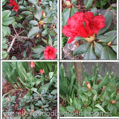 [frste rhododendron[14].jpg]