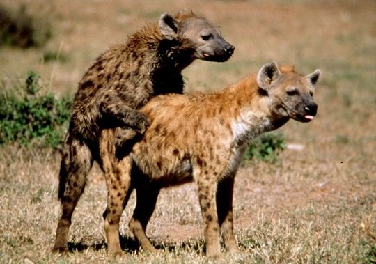 [The Spotted Hyenas[5].jpg]