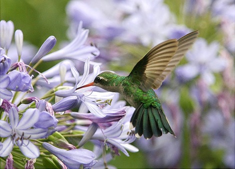gal_super_hummingbird