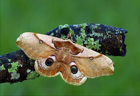 [gal_super_moth[5].jpg]