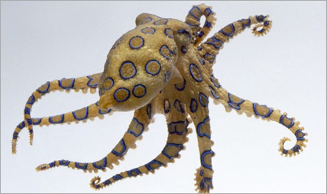 05-Blue-Ringed-Octopus