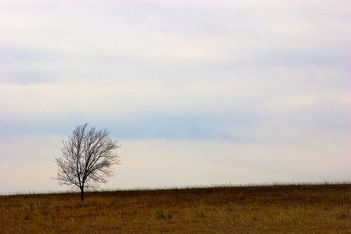 [dried tree[4].jpg]