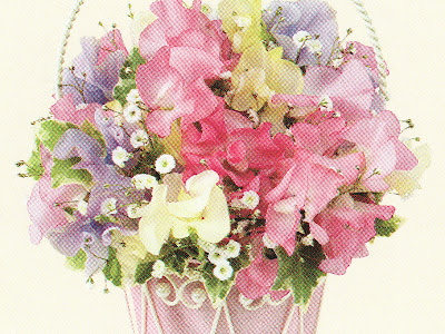 [最も人気のある！] スイートピー 花言葉 紫 333402-スイートピー 花言葉 紫