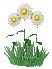 daisy daisy