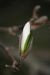 Magnolia 015