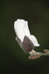 Magnolia 022