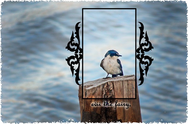 [Blue bird wallpaper[4].jpg]