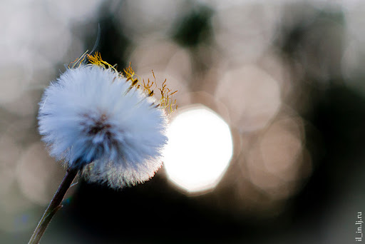 Project 365. Day 125 